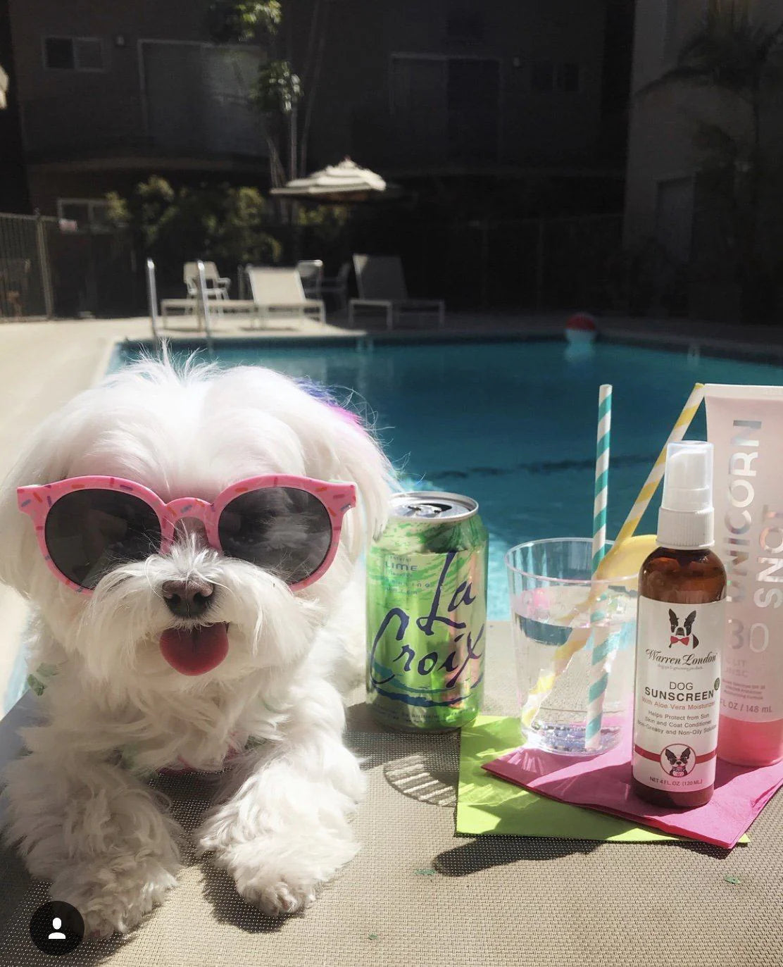 Small white dog wearing pink sunglasses with a pool and beach chairs in the background
