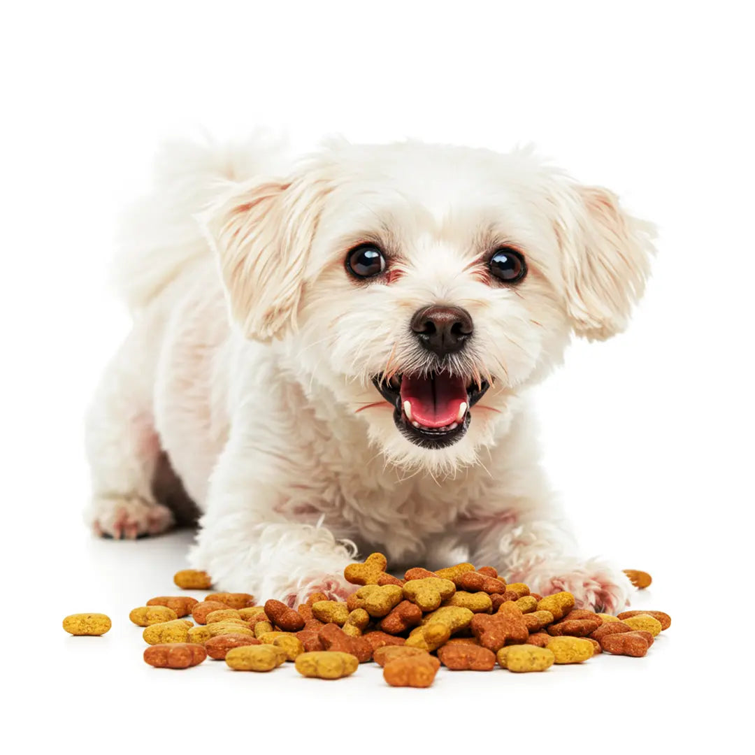 Dog-Treats Bargo Shop