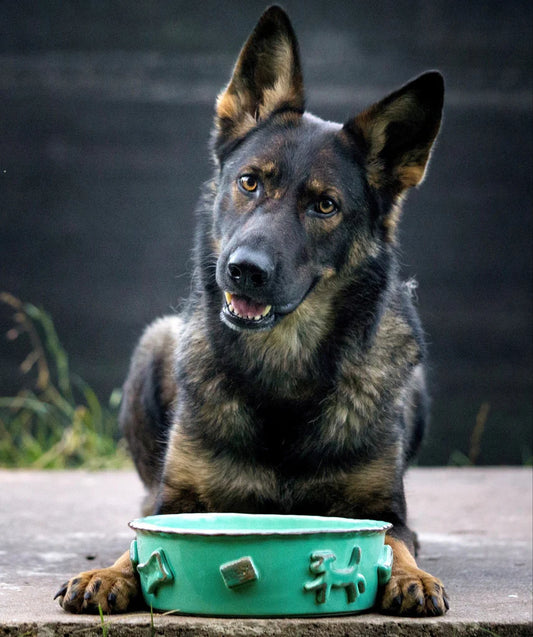 Eco Friendly Dog Food/Water Bowl
